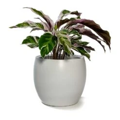 Calathea Fusion White -Indoor Plants Store Calathea Fusion White Cresta Plant Pot Pure White