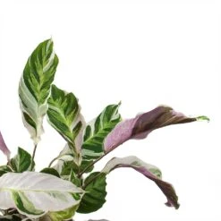 Calathea Fusion White -Indoor Plants Store Calathea Fusion White Leaves