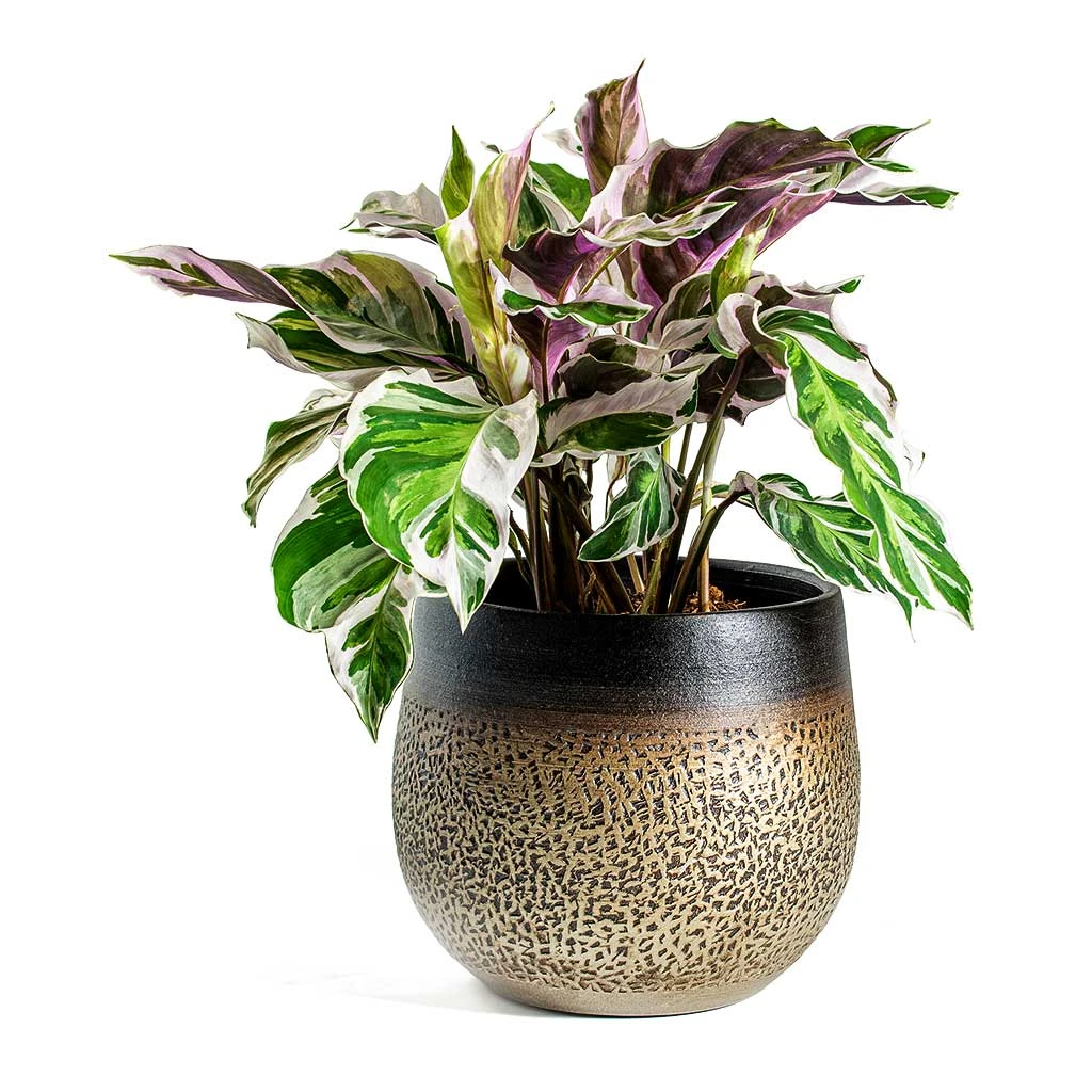 Mya Plant Pot - Deep Champagne 10 Mya Plant Pot - Deep Champagne - Image 8