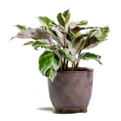 Calathea Fusion White -Indoor Plants Store Calathea Fusion White kaat pink plant pot d5ab7191 512b 4143 aca1 5f135437b65f