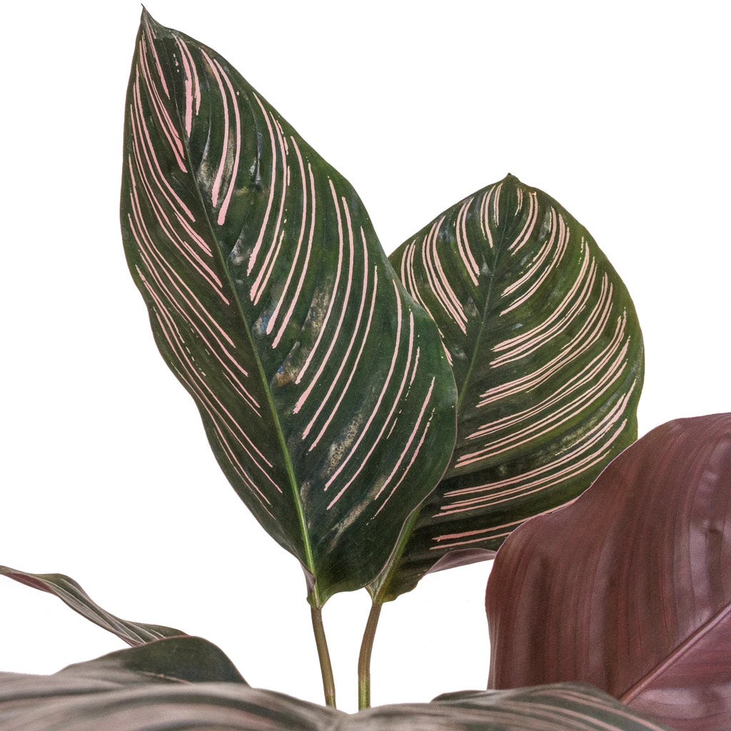 Calathea Sanderiana - Pin-Stripe Calathea 4 Calathea Sanderiana - Pin-Stripe Calathea - Image 2