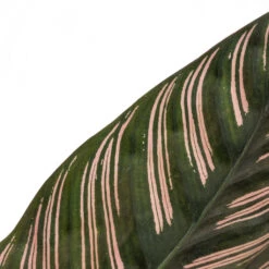 Calathea Sanderiana - Pin-Stripe Calathea 24 Calathea Sanderiana - Pin-Stripe Calathea -Indoor Plants Store Calathea Sanderiana Pin Stripe Calathea 12x30cm 4