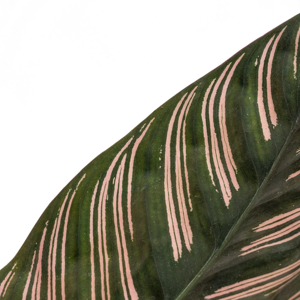 Calathea Sanderiana - Pin-Stripe Calathea 7 Calathea Sanderiana - Pin-Stripe Calathea - Image 5