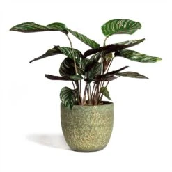 Calathea Sanderiana - Pin-Stripe Calathea 23 Calathea Sanderiana - Pin-Stripe Calathea -Indoor Plants Store Calathea Sanderiana Pin Stripe Calathea 14x50cm Rinca Plant Pot Shiny Green 17x15cm