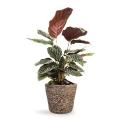 Calathea Sanderiana - Pin-Stripe Calathea 29 Calathea Sanderiana - Pin-Stripe Calathea -Indoor Plants Store Calathea Sanderiana Pin Stripe Calathea 14x50cm Selin Plant Basket Black Weave 18x16cm 37fe1271 34d9 4952 8b5a 07e0362d7926
