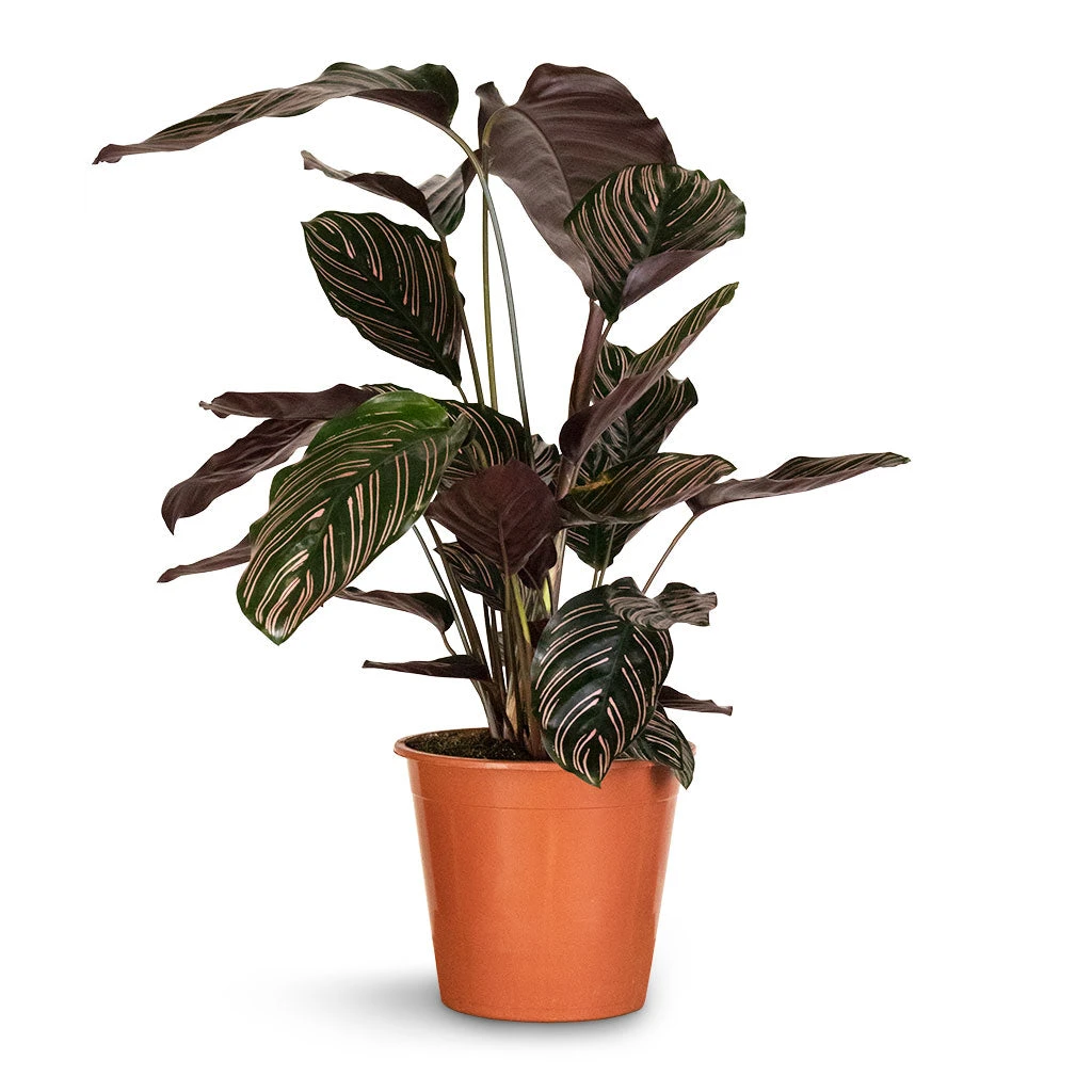Calathea Sanderiana - Pin-Stripe Calathea 11 Calathea Sanderiana - Pin-Stripe Calathea - Image 9