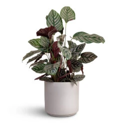 Calathea Sanderiana - Pin-Stripe Calathea 37 Calathea Sanderiana - Pin-Stripe Calathea -Indoor Plants Store Calathea Sanderiana Pin Stripe Calathea 24x75cm Leon Plant Pot Cement 32x27cm