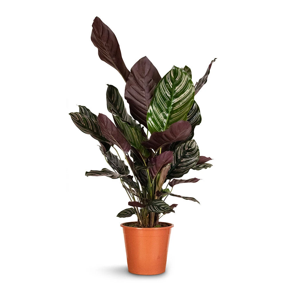 Calathea Sanderiana - Pin-Stripe Calathea 15 Calathea Sanderiana - Pin-Stripe Calathea - Image 13