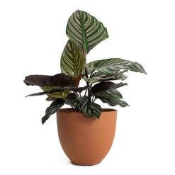 Calathea Sanderiana - Pin-Stripe Calathea 26 Calathea Sanderiana - Pin-Stripe Calathea -Indoor Plants Store Calathea Sanderiana Pin Stripe Calathea Coral Refined Planter Canyon Orange a7621ec3 f1f1 4229 91f9 368f6ae9dfcd