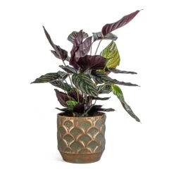Calathea Sanderiana - Pin-Stripe Calathea 35 Calathea Sanderiana - Pin-Stripe Calathea -Indoor Plants Store Calathea Sanderiana Pin Stripe Calathea Lauri Metal Plant Pot Set Of 4 Lilac