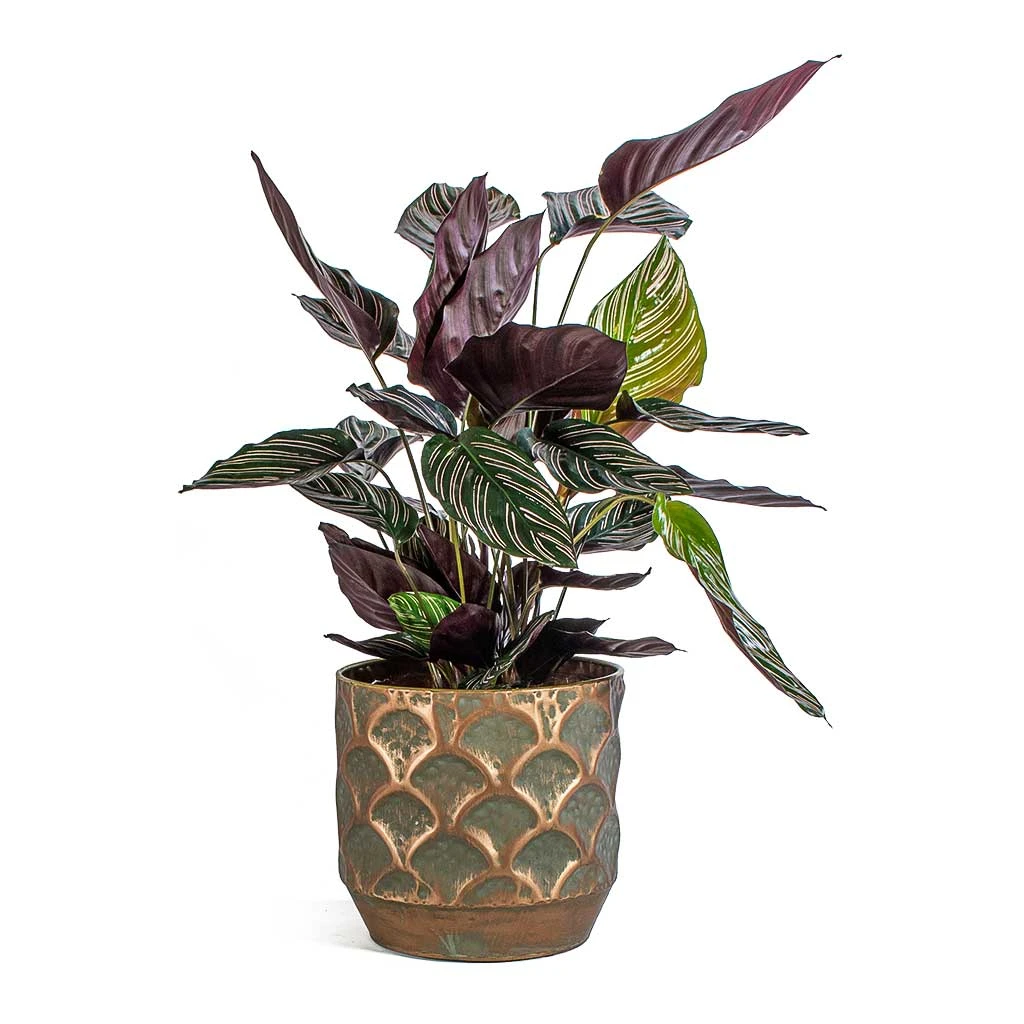Calathea Sanderiana - Pin-Stripe Calathea 18 Calathea Sanderiana - Pin-Stripe Calathea - Image 16