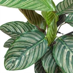 Calathea Sanderiana - Pin-Stripe Calathea 27 Calathea Sanderiana - Pin-Stripe Calathea -Indoor Plants Store Calathea Sanderiana Pin Stripe Calathea Leaves