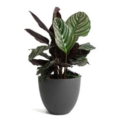 Calathea Sanderiana - Pin-Stripe Calathea 34 Calathea Sanderiana - Pin-Stripe Calathea -Indoor Plants Store Calathea Sanderiana Pin Stripe Calathea Mini Jesslyn Plant Pot Black Washed a664e8d7 0a9f 433b 9823 593f5d1cff9b
