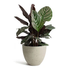 Mini Jesslyn Plant Pot - Grey Washed -Indoor Plants Store Calathea Sanderiana Pin Stripe Calathea Mini Jesslyn Plant Pot Grey Washed