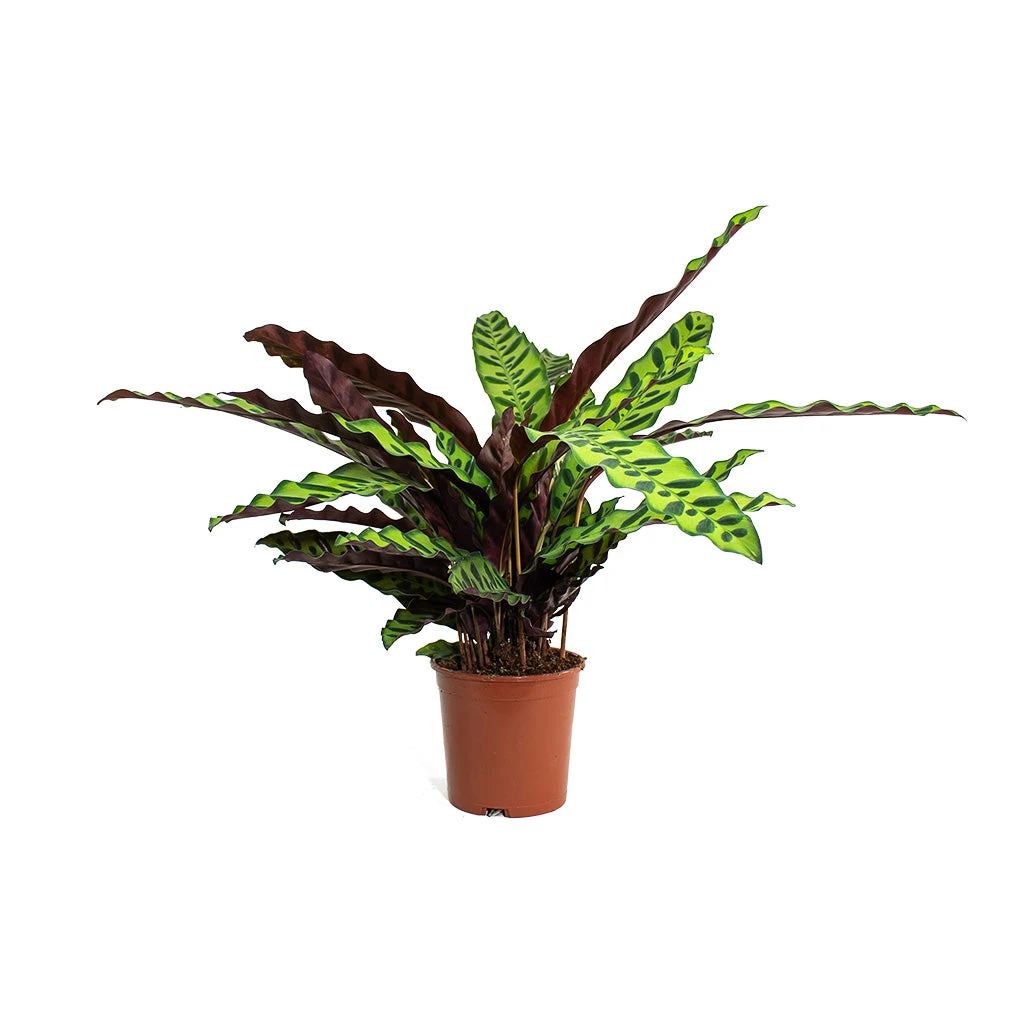 Calathea Lancifolia - Rattlesnake Plant 13 Calathea Lancifolia - Rattlesnake Plant - Image 11