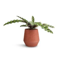 Humus Plant Pot - Terra -Indoor Plants Store Calathea lancifolia Rattlesnake Plant 14x40cm Humus Plant Pot Terra 16.5x18.5cm 38847116 b1ef 46db 8b31 0661a9af6c77