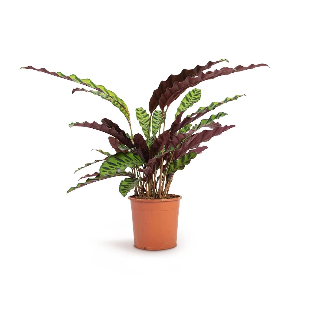 Calathea Lancifolia - Rattlesnake Plant 5 Calathea Lancifolia - Rattlesnake Plant - Image 3