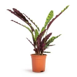 Calathea Lancifolia - Rattlesnake Plant 19 Calathea Lancifolia - Rattlesnake Plant -Indoor Plants Store Calathea lancifolia Rattlesnake Plant 17x60cm