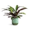 Calathea Lancifolia - Rattlesnake Plant -Indoor Plants Store Calathea lancifolia Rattlesnake Plant 17x60cm Ocean Glaze Plant Pot Emerald 18x18cm