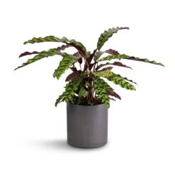 Calathea Lancifolia - Rattlesnake Plant 18 Calathea Lancifolia - Rattlesnake Plant -Indoor Plants Store Calathea lancifolia Rattlesnake Plant 17x60cm Puk Plant Pot Black Washed 20x20cm