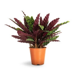 Calathea Lancifolia - Rattlesnake Plant 21 Calathea Lancifolia - Rattlesnake Plant -Indoor Plants Store Calathea lancifolia Rattlesnake Plant 19x60cm