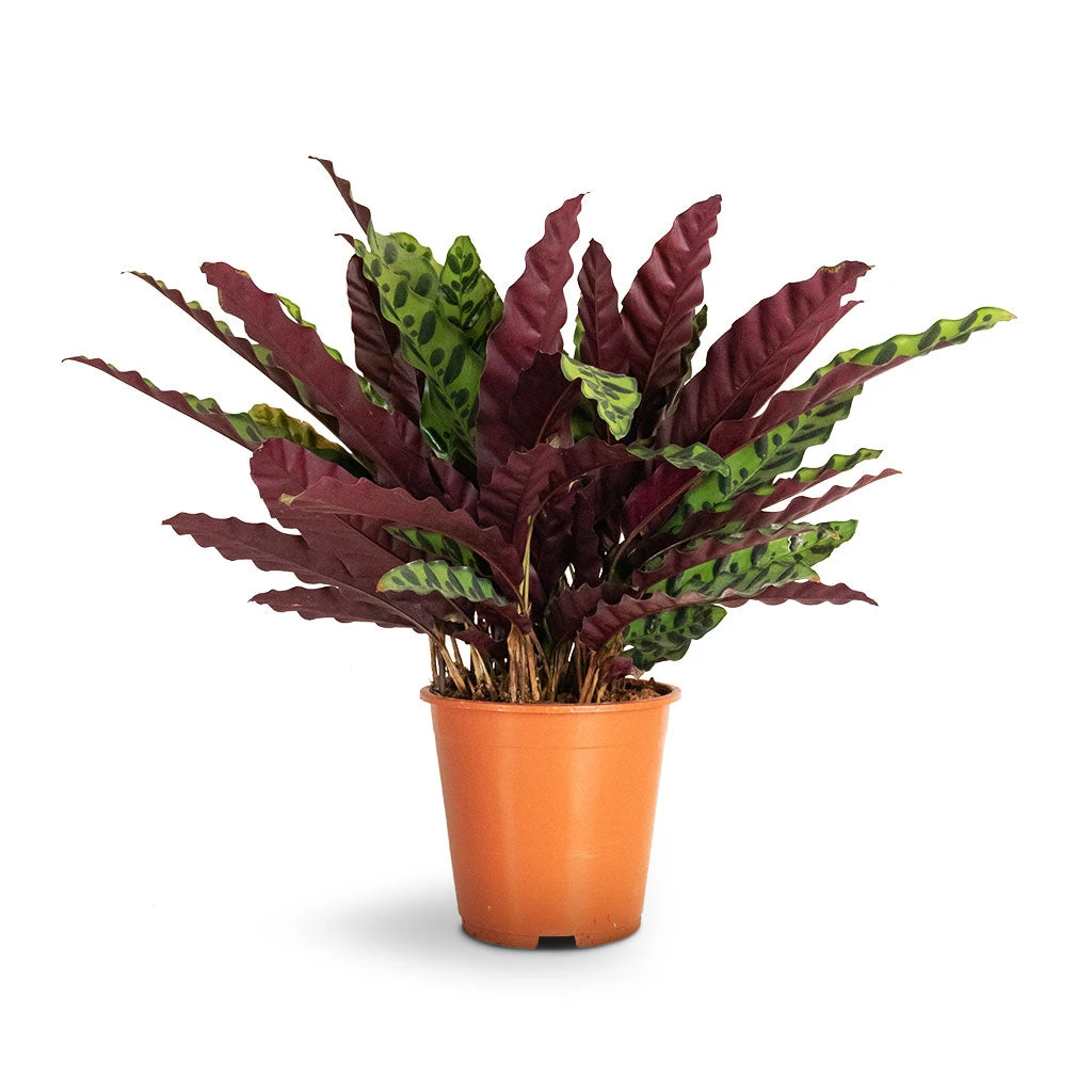 Calathea Lancifolia - Rattlesnake Plant 10 Calathea Lancifolia - Rattlesnake Plant - Image 8