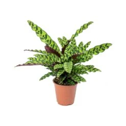Calathea Lancifolia - Rattlesnake Plant 23 Calathea Lancifolia - Rattlesnake Plant -Indoor Plants Store Calathea lancifolia Rattlesnake Plant 75cm