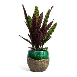 Calathea Lancifolia - Rattlesnake Plant 17 Calathea Lancifolia - Rattlesnake Plant -Indoor Plants Store Calathea lancifolia Rattlesnake Plant Lindy Plant Pot Black Green fc17ebf1 9d2d 42c4 bae4 67e0a375300e