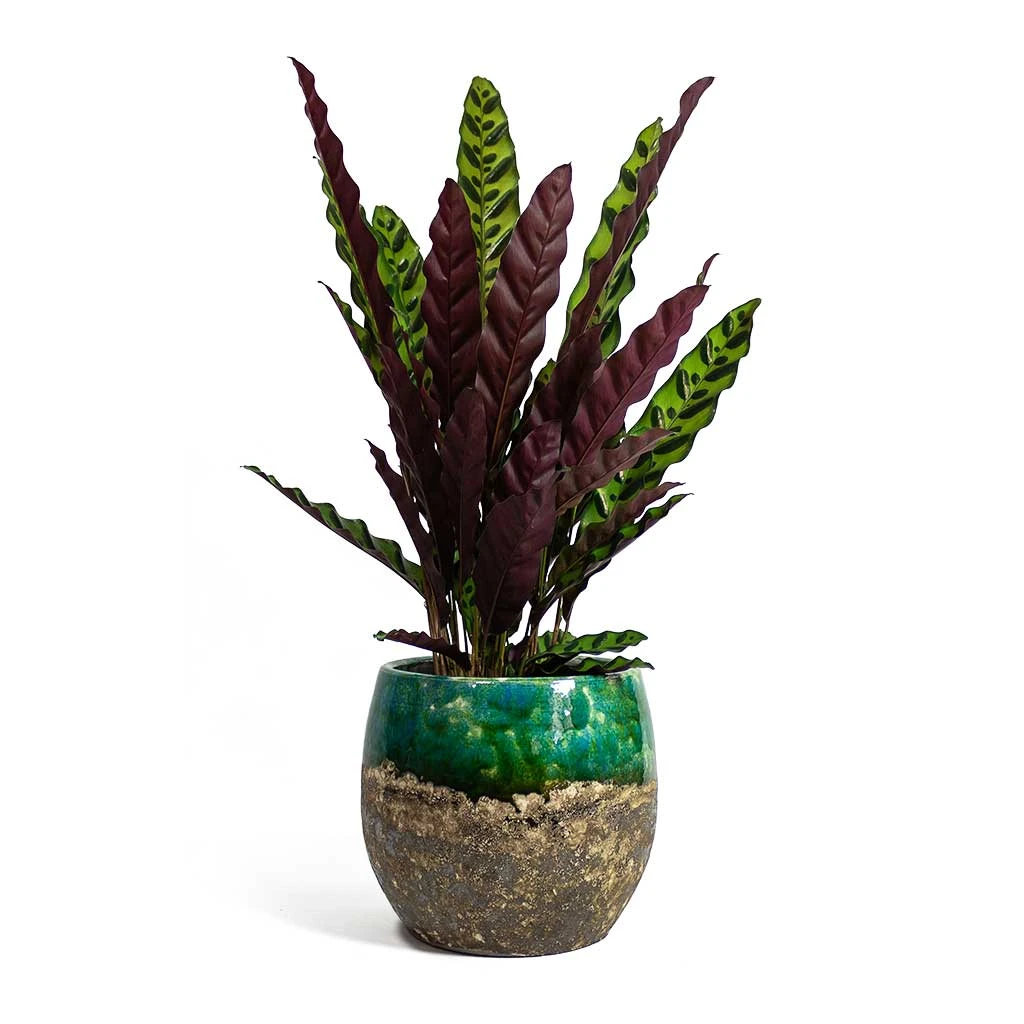 Calathea Lancifolia - Rattlesnake Plant 6 Calathea Lancifolia - Rattlesnake Plant - Image 4