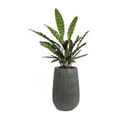 Patt High Plant Vase - Ridged Dark Grey 26 Patt High Plant Vase - Ridged Dark Grey -Indoor Plants Store Calathea lancifolia Rattlesnake Plant Patt High Plant Vase Ridged Dark Grey