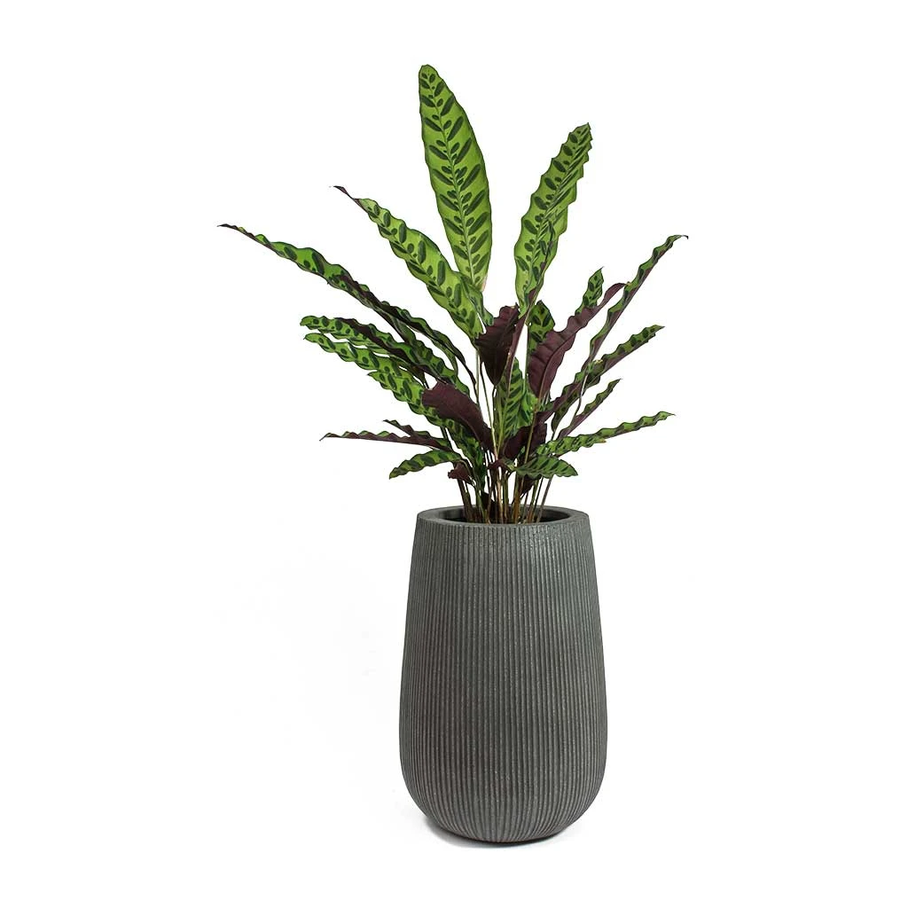 Patt High Plant Vase - Ridged Dark Grey 13 Patt High Plant Vase - Ridged Dark Grey - Image 11