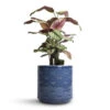Calathea Majestica White Star -Indoor Plants Store Calathea majestica White Star 14x50cm Arley Plant Pot Blue Dragonfly 17x17.5cm