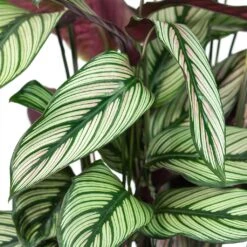 Indoor Plants Store -Indoor Plants Store Calathea majestica White Star Close Up