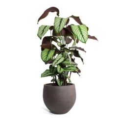 Calathea Majestica White Star -Indoor Plants Store Calathea majestica White Star Mini Orb Kevan lant Pot Ash Brown