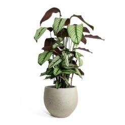 Calathea Majestica White Star -Indoor Plants Store Calathea majestica White Star Mini Orb Kevan lant Pot Grey Washed