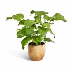 Calathea Musaica Network -Indoor Plants Store Calathea musaica Network 17x50cm Emmy Plant Pot Camel 22x20cm