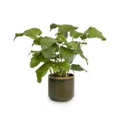 Calathea Musaica Network -Indoor Plants Store Calathea musaica Network 17x50cm Jordy Plant Pot Forest Green 20x18cm copy