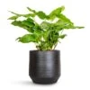 Calathea Musaica Network -Indoor Plants Store Calathea musaica Network 17x50cm Norell Plant Pot Black 21x20cm