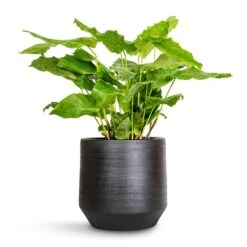 Norell Plant Pot - Black 39 Norell Plant Pot - Black -Indoor Plants Store Calathea musaica Network 17x50cm Norell Plant Pot Black 21x20cm 4f277232 92fb 4ac5 8b16 d66a616ae96e