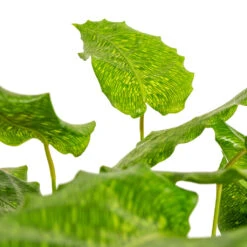 Calathea Musaica Network -Indoor Plants Store Calathea musaica Network DETAIL
