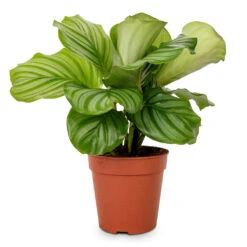 Calathea Orbifolia -Indoor Plants Store Calathea orbifolia 12x35cm