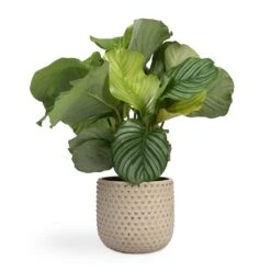 Calathea Orbifolia -Indoor Plants Store Calathea orbifolia 12x35cm Bolino Plant Pot Mint 24x21cm