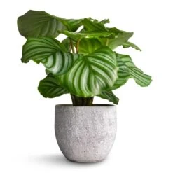 Calathea Orbifolia -Indoor Plants Store Calathea orbifolia 12x35cm Cas Plant Pot Cool Grey 15x13cm