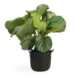 Calathea Orbifolia -Indoor Plants Store Calathea orbifolia 12x35cm Nelis Plant Basket Green 23x20cm