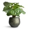Calathea Orbifolia -Indoor Plants Store Calathea orbifolia 12x35cm Noor Plant Pot Velvet Green 16x13cm