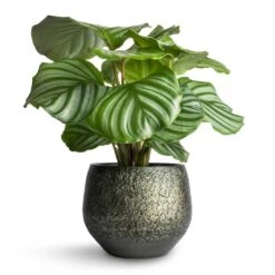 Noor Plant Pot - Velvet Green -Indoor Plants Store Calathea orbifolia 12x35cm Noor Plant Pot Velvet Green 16x13cm 5c898efa 455e 4eef 8340 df9263518349