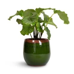 Charlotte Plant Pot - Green -Indoor Plants Store Calathea orbifolia 21x60cm Charlotte Plant Pot Green 29x25cm 77f86588 bd70 4021 b4b9 bbcd5a1bc0e3
