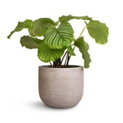 Cody Plant Pot - Ridged Cement 19 Cody Plant Pot - Ridged Cement -Indoor Plants Store Calathea orbifolia 21x60cm Cody Plant Pot Ridged Cement 28x25cm