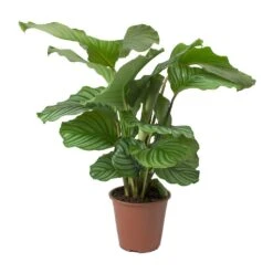 Calathea Orbifolia -Indoor Plants Store Calathea orbifolia