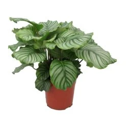 Calathea Orbifolia -Indoor Plants Store Calathea orbifolia Large